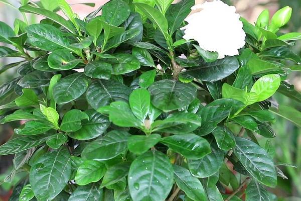 栀子花的花蕾为什么会脱落，长期未接受光照会导致落花掉蕾