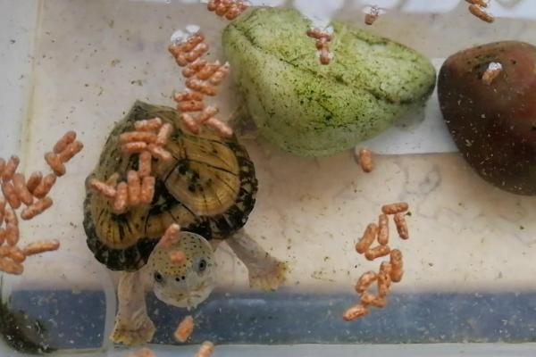 巴西龟数个月不进食如何处理，可尝试调整食物类型