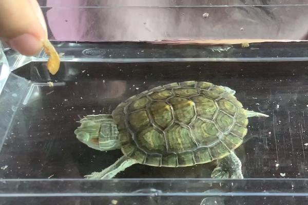 巴西龟数个月不进食如何处理，可尝试调整食物类型