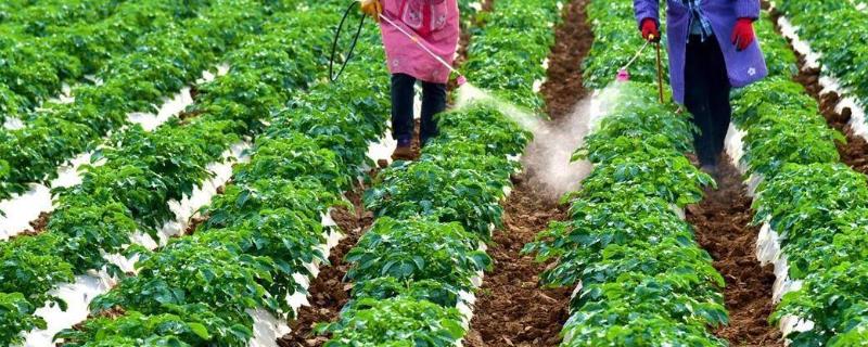 冬种无公害蔬菜如何施肥