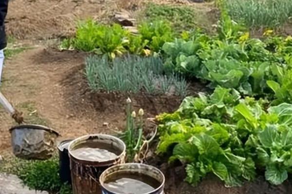 冬种无公害蔬菜如何施肥，巧用有机肥和氮肥