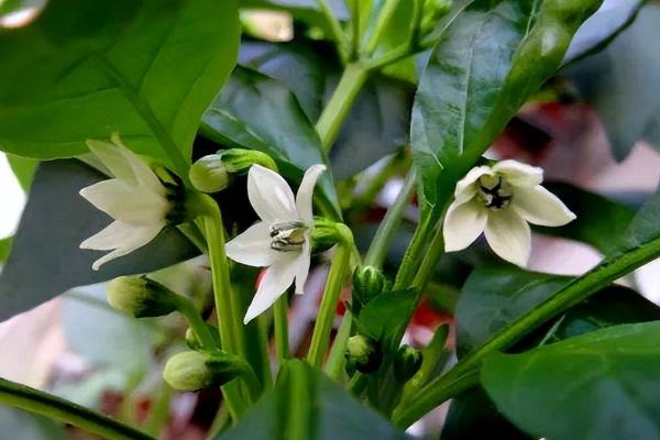 辣椒只开花不结果如何处理，及时施肥可促进开花结果