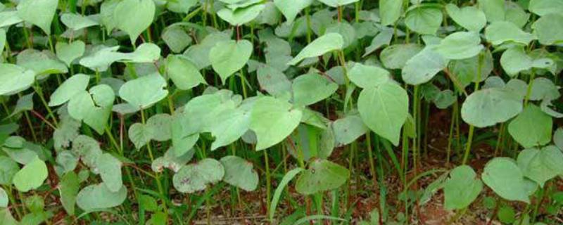 棉花营养钵育苗方法