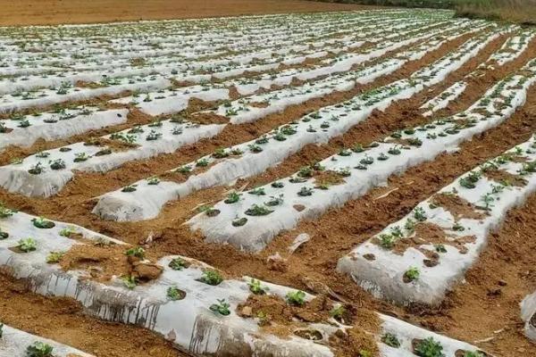 春花生种植时间，气温过低时不宜播种