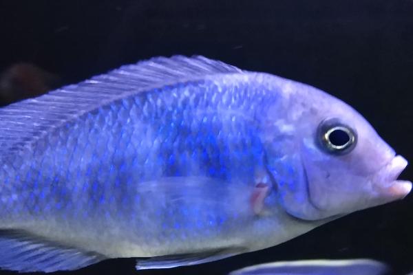 鱼的背鳍收起来了如何处理，可饲喂富含营养的食物