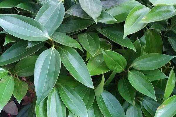 常见的平安树病害怎么防治，重病植株可连根拔除
