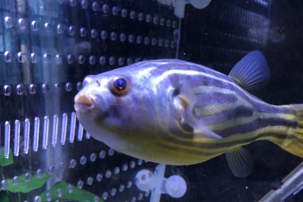 斑马狗头鱼好不好养，难度不大适合新手饲养