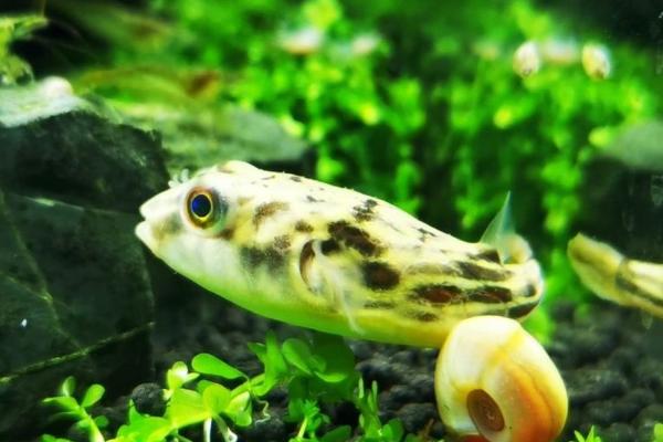 斑马狗头鱼好不好养，难度不大适合新手饲养