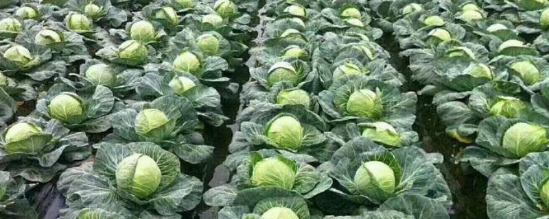 种植卷心菜的株行距