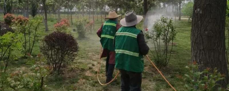 苗木农药怎么控制含量