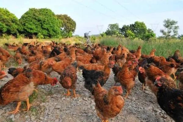 散养鸡喂盐原因，喂盐可提供均衡营养
