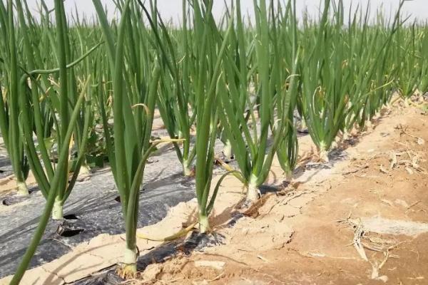洋葱种子培育方法，建议选择7-9月种植
