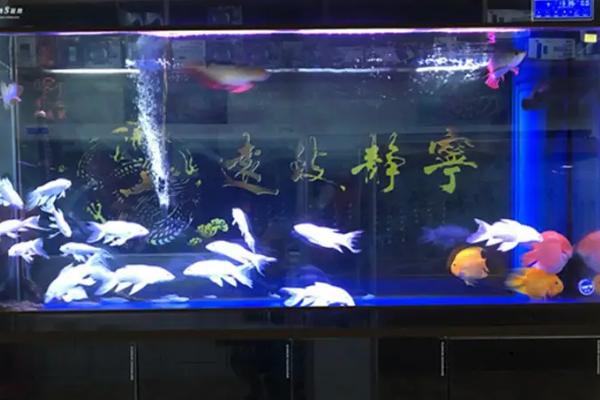 底滤鱼缸造景下水口如何处理，下水口上方可铺数层纱布
