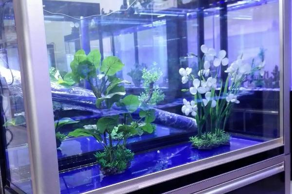 底滤鱼缸造景下水口如何处理，下水口上方可铺数层纱布