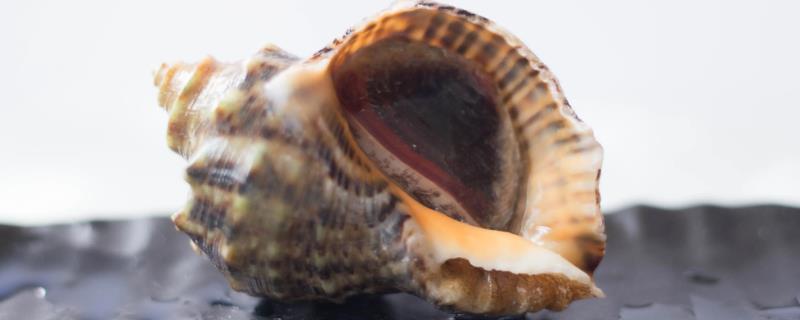 海螺分不分公母