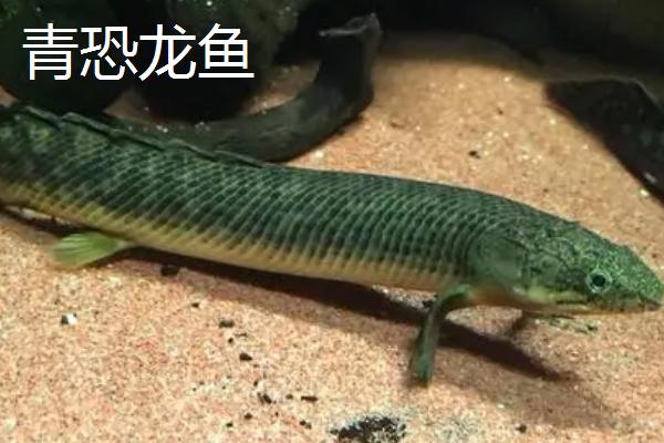 恐龙鱼的品种，品种较多且外形均不同