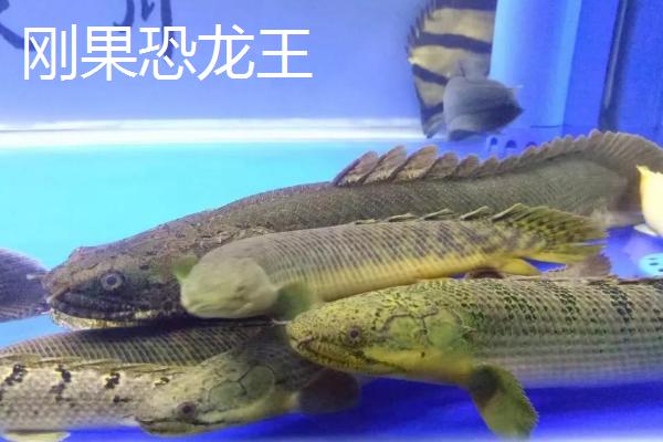 恐龙鱼的品种，品种较多且外形均不同