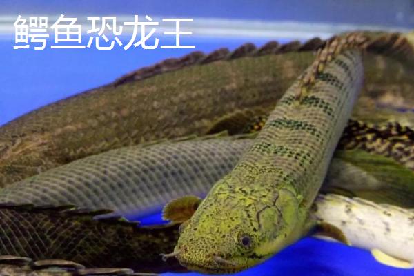 恐龙鱼的品种，品种较多且外形均不同