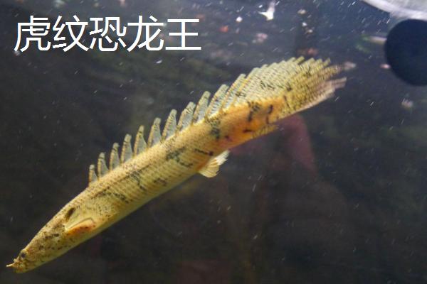 恐龙鱼的品种，品种较多且外形均不同