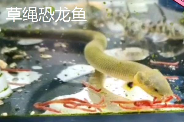 恐龙鱼的品种，品种较多且外形均不同