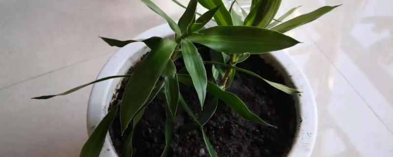 百合竹的繁殖方法