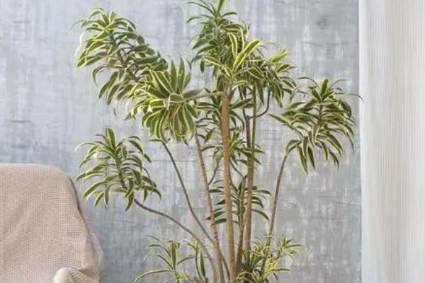 百合竹的繁殖方法，根据经验可选扦插或者播种