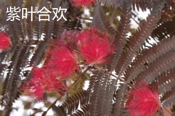 合欢花品种及特性，白天对开夜间合拢