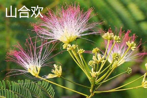合欢花品种及特性，白天对开夜间合拢