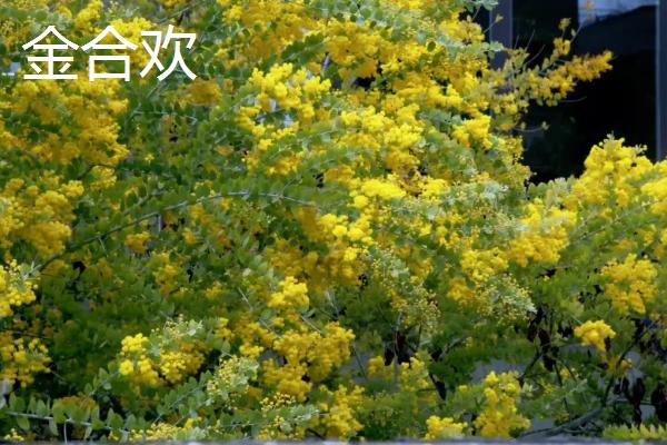 合欢花品种及特性，白天对开夜间合拢