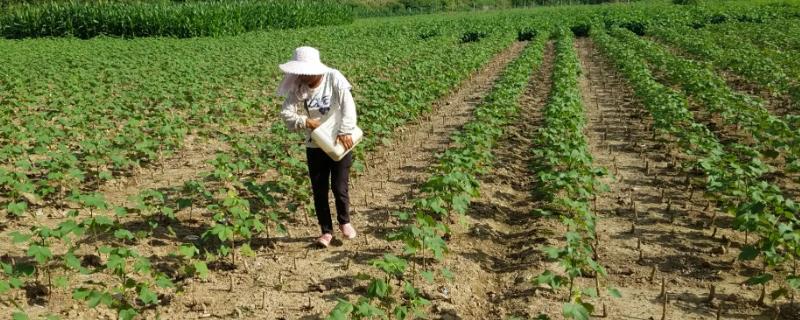 如何通过施肥增强抗虫棉对枯萎病的抵抗力