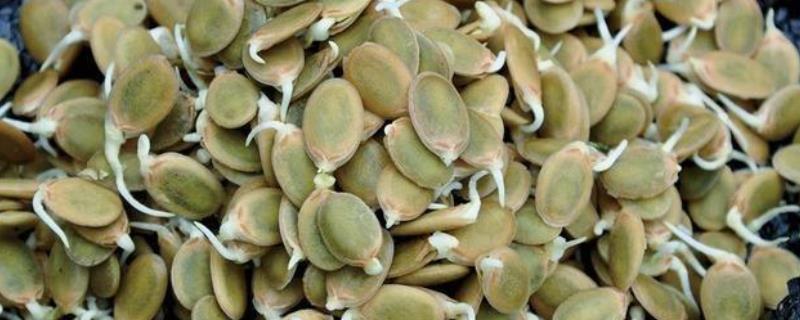 丝瓜种子催芽方法