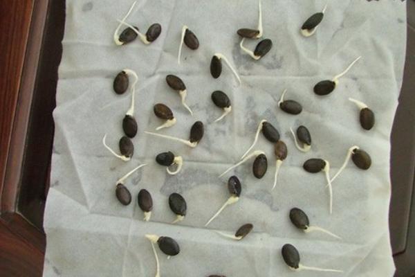 丝瓜种子催芽方法，温水浸泡可加快发芽速度