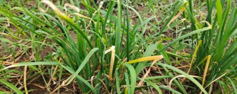 韭菜中黄叶的原因