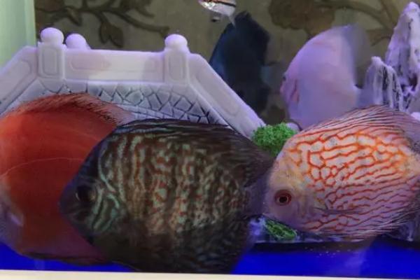 七彩神仙鱼一天喂几次，不同生长阶段所需食物不同