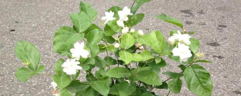如何让花卉的花期延长
