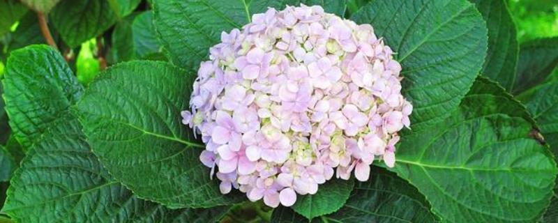 八仙花的修剪方法