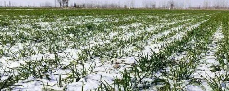 雪天施肥要注意什么
