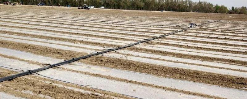 棉花专用缓控释肥施用方式
