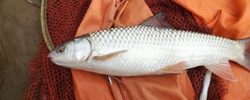 钓鲮鱼用什么饵比较好