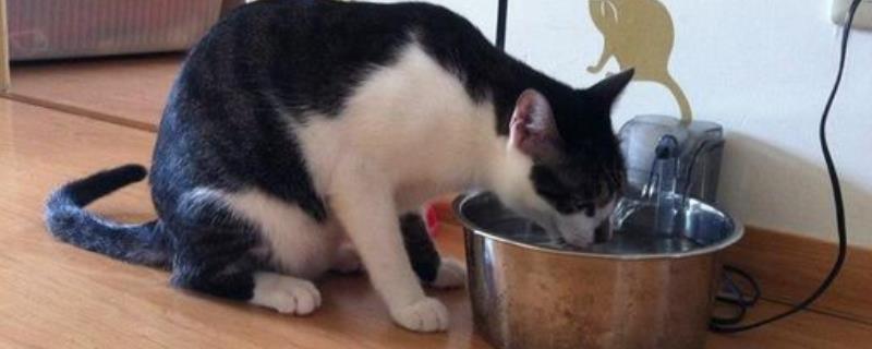猫喝醋会不会死