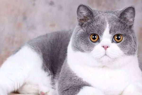 猫喝醋会不会死，猫咪讨厌酸味