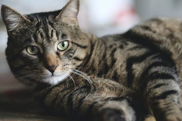 猫喝醋会不会死，猫咪讨厌酸味