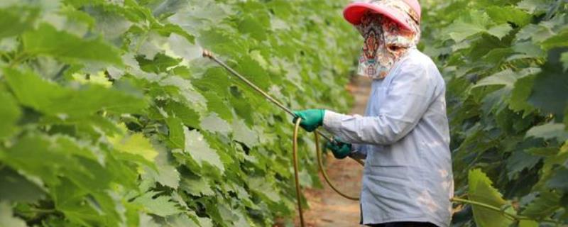 甲基硫菌灵治什么病