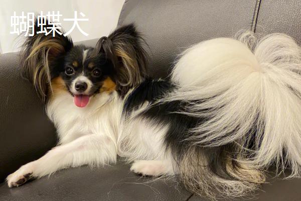 狗狗为什么抱腿，可能是在迎接主人