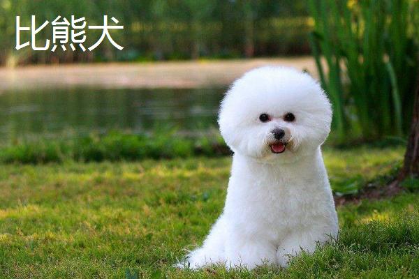 狗狗为什么抱腿，可能是在迎接主人
