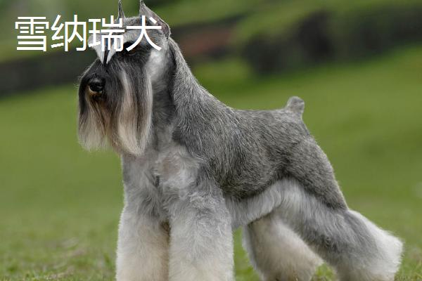 狗狗为什么抱腿，可能是在迎接主人