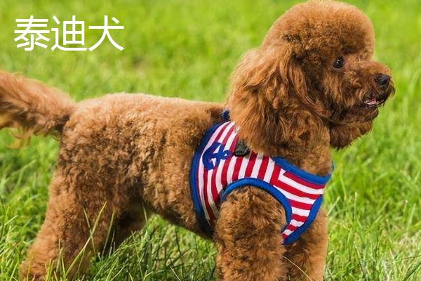 狗狗为什么抱腿，可能是在迎接主人