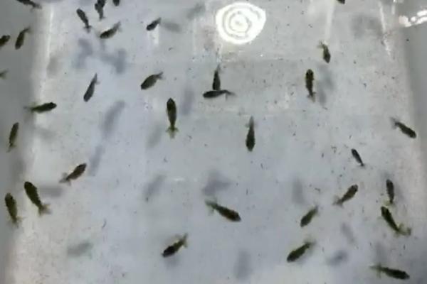 鱼缸里的金鱼产下卵能孵化吗，保证好它的生存环境