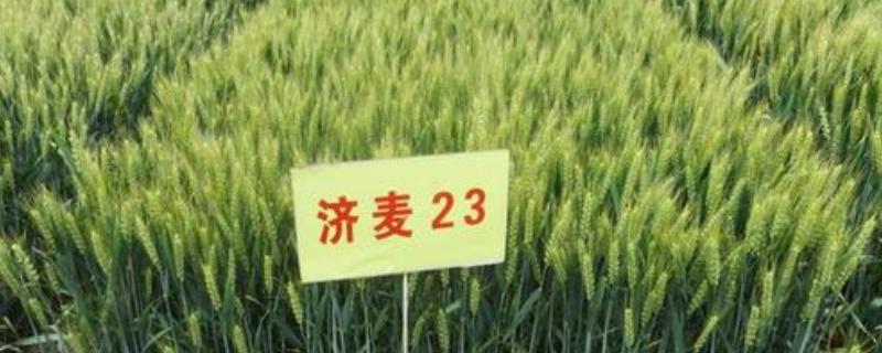 济麦23特点