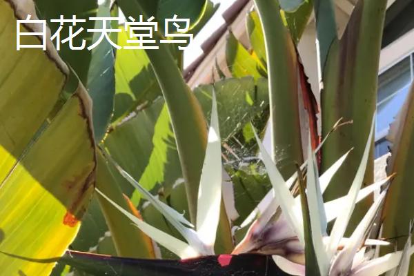 鹤望兰的品种，在我国是稀有的名贵花卉
